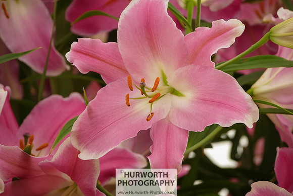 2015 RHS Tatton -199