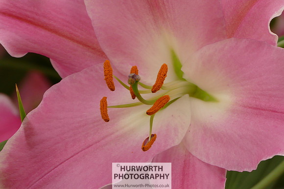 2015 RHS Tatton -200
