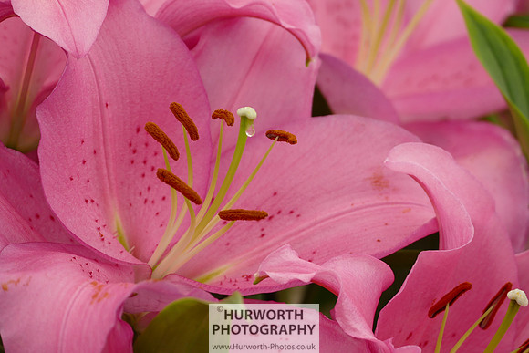 2015 RHS Tatton -201