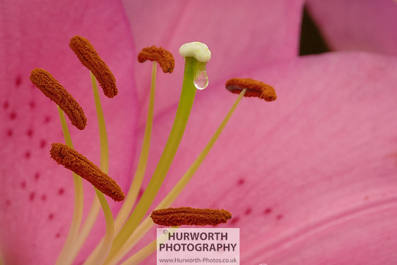 2015 RHS Tatton -202