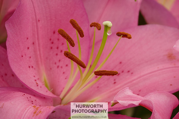 2015 RHS Tatton -203
