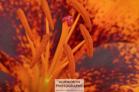 2015 RHS Tatton -204