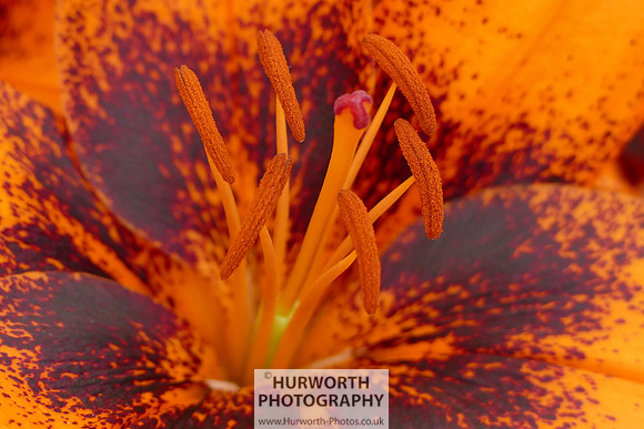 2015 RHS Tatton -205