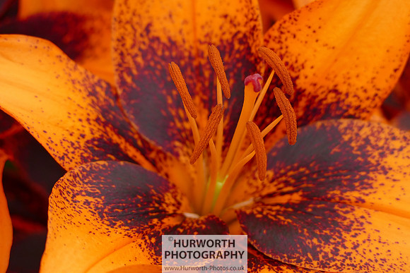2015 RHS Tatton -206