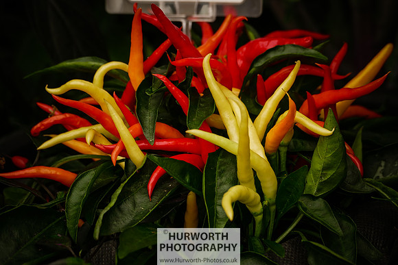 2015 RHS Tatton -214