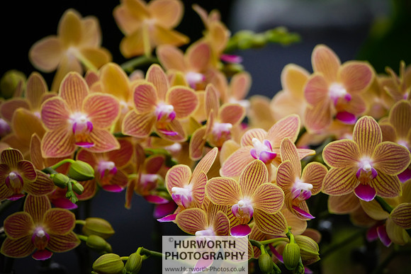 2015 RHS Tatton -215