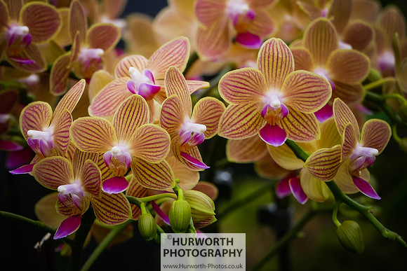 2015 RHS Tatton -216