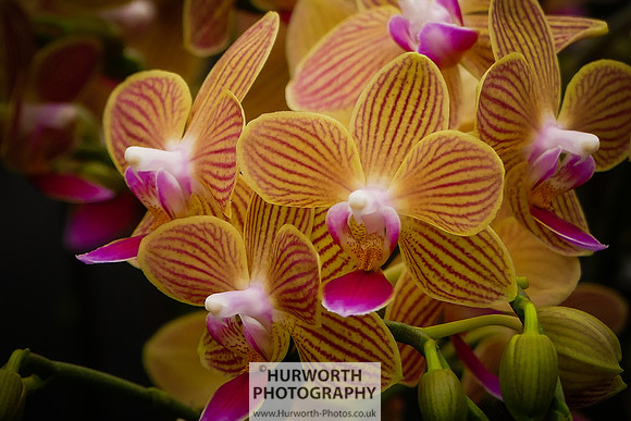 2015 RHS Tatton -217