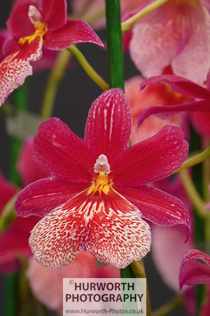 2015 RHS Tatton -218