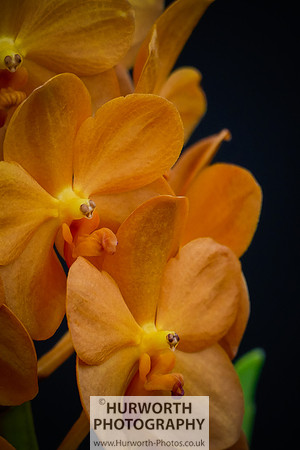 2015 RHS Tatton -219