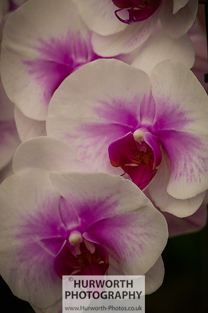 2015 RHS Tatton -220