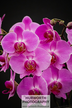 2015 RHS Tatton -221