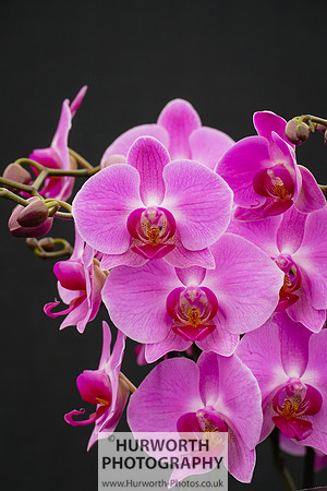 2015 RHS Tatton -222