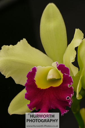 2015 RHS Tatton -223