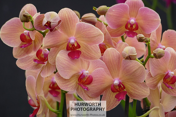 2015 RHS Tatton -224