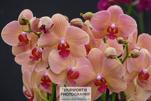 2015 RHS Tatton -225