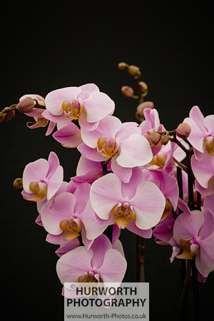 2015 RHS Tatton -226