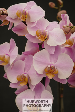 2015 RHS Tatton -227