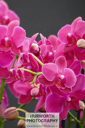 2015 RHS Tatton -228