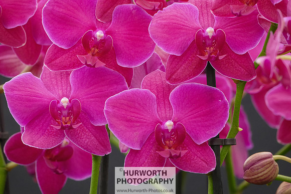 2015 RHS Tatton -229