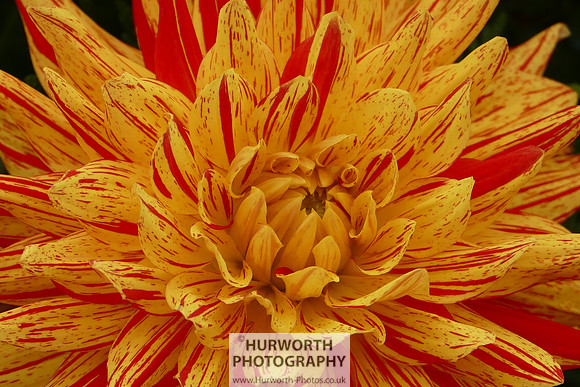 2015 RHS Tatton -230