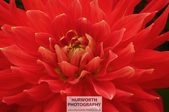 2015 RHS Tatton -231