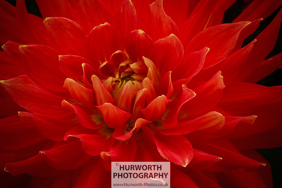2015 RHS Tatton -232