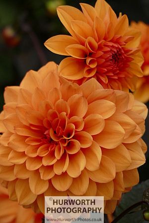 2015 RHS Tatton -233