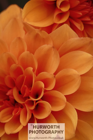 2015 RHS Tatton -234