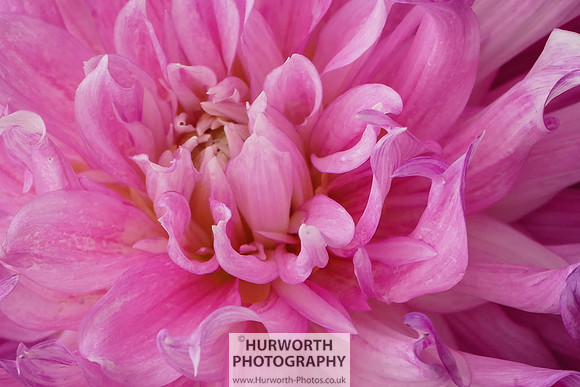 2015 RHS Tatton -235