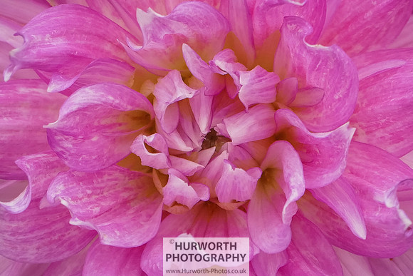 2015 RHS Tatton -236