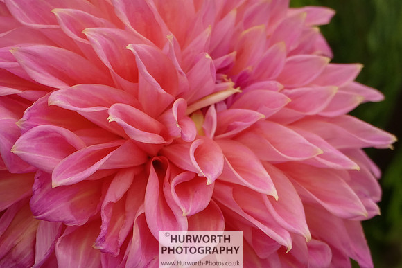 2015 RHS Tatton -237