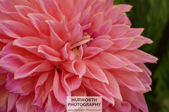 2015 RHS Tatton -238