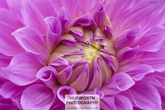 2015 RHS Tatton -239