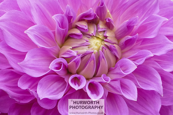2015 RHS Tatton -240
