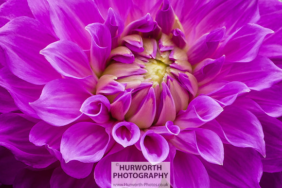 2015 RHS Tatton -241