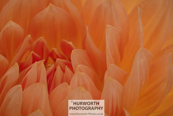 2015 RHS Tatton -242