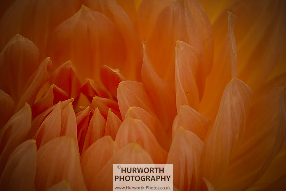 2015 RHS Tatton -243