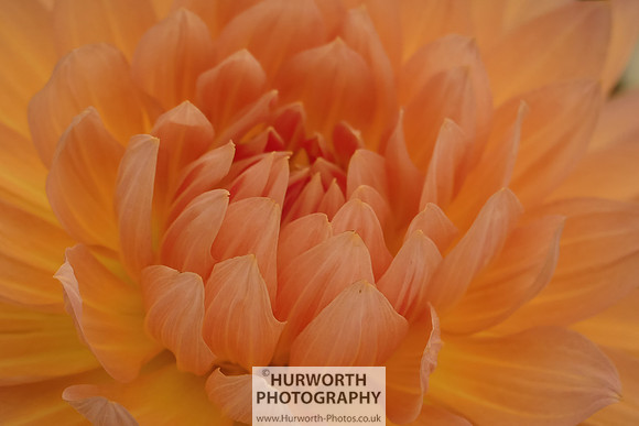 2015 RHS Tatton -244