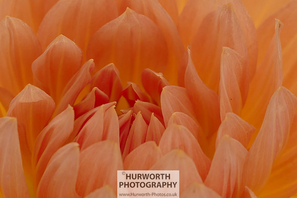 2015 RHS Tatton -245