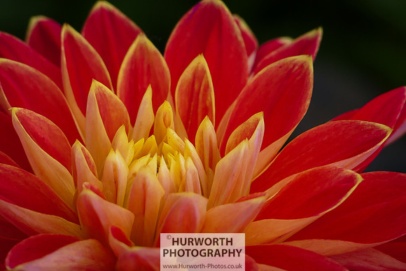 2015 RHS Tatton -246