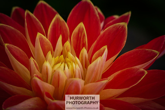 2015 RHS Tatton -247