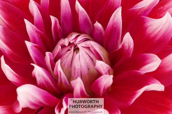 2015 RHS Tatton -248