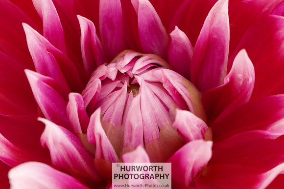 2015 RHS Tatton -249