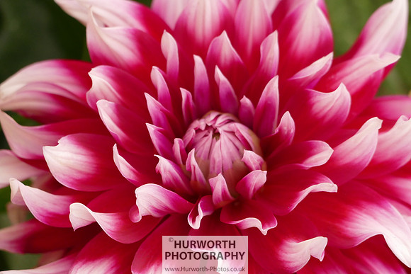 2015 RHS Tatton -250
