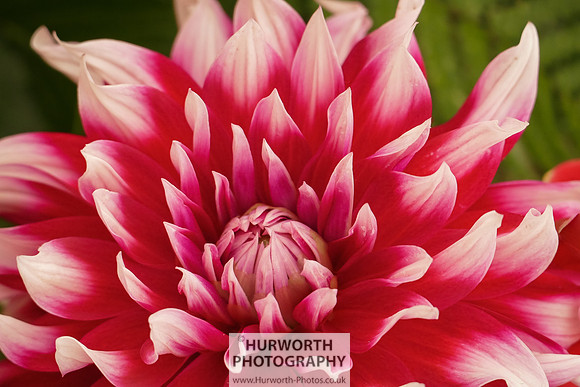 2015 RHS Tatton -251