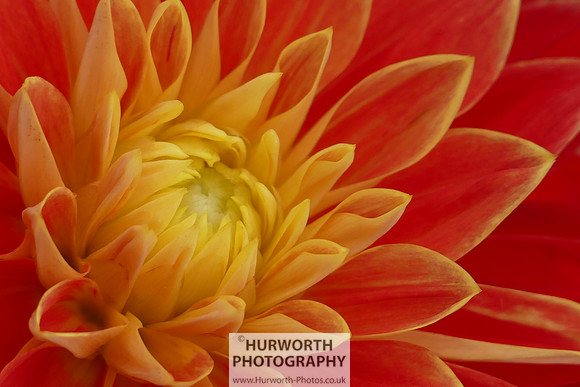 2015 RHS Tatton -252