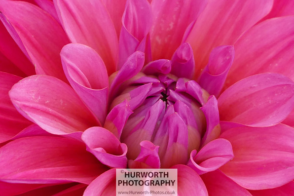 2015 RHS Tatton -253