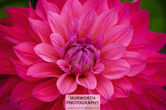 2015 RHS Tatton -254