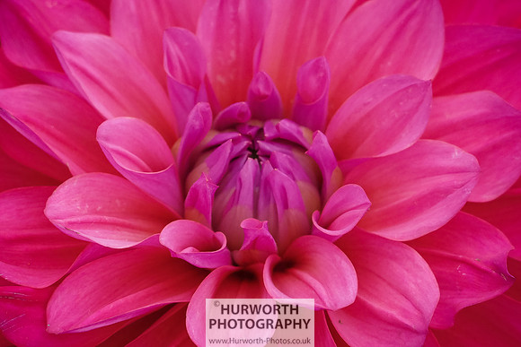2015 RHS Tatton -255